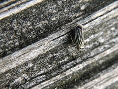 Amblysellus curtisii