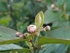Aronia arbutifolia