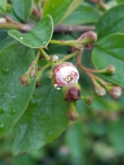 Aronia arbutifolia