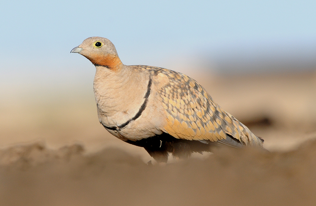 Black-bellied Sandgrouse photo