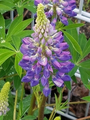 Lupinus