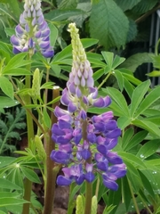 Lupinus