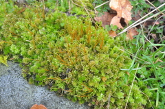 Plagiomnium venustum