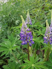 Lupinus