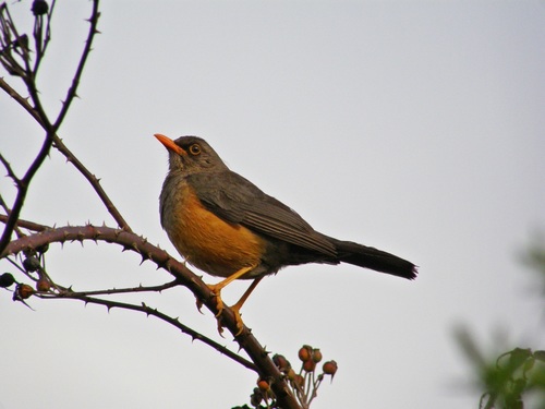 Abyssinian Thrush