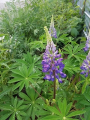 Lupinus