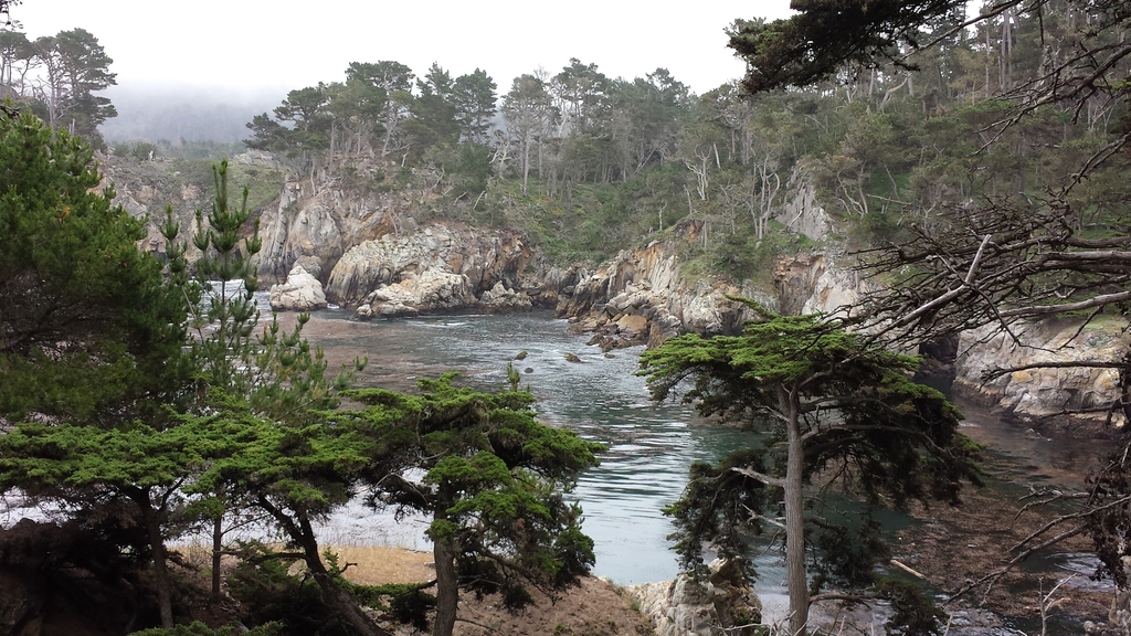 Hesperocyparis macrocarpa