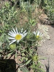 Townsendia grandiflora