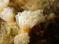 Aplidium turbinatum
