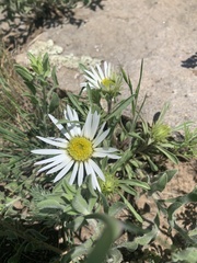 Townsendia grandiflora