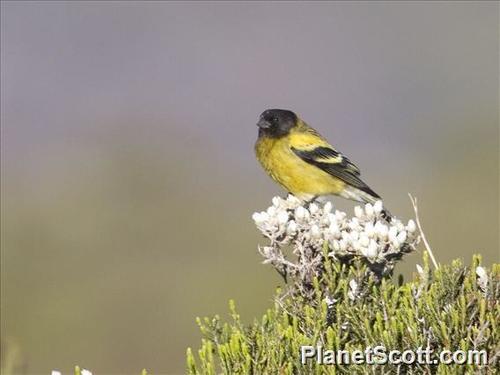Ethiopian Siskin (Serinus nigriceps) · iNaturalist