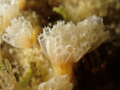 Aplidium turbinatum