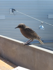 Sturnus vulgaris