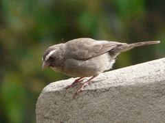 Brown-Rumped Seedeater photo 1