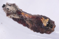 Lepidoptera