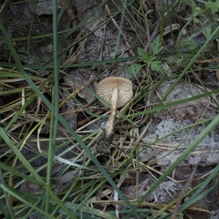 Marasmius oreades