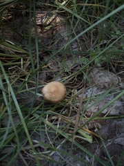 Marasmius oreades