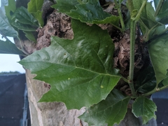 Platanus