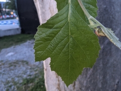 Platanus