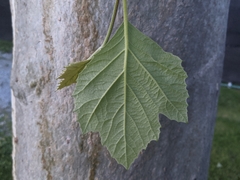 Platanus