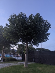 Platanus