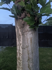 Platanus