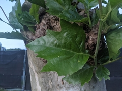 Platanus