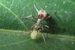 Polyrhachis bicolor