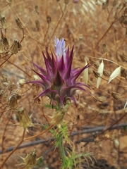 Cynara algarbiensis