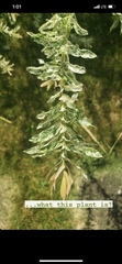Salix integra