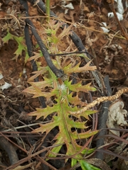 Cynara algarbiensis