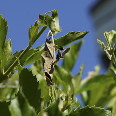 Sceliphron caementarium