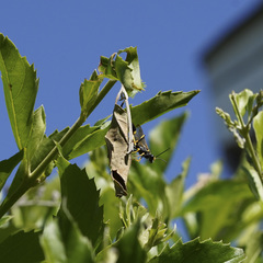 Sceliphron caementarium