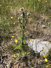 Cirsium vulgare image