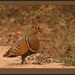 Four-banded Sandgrouse - Photo (c) Steve Garvie, some rights reserved (CC BY-NC-SA)