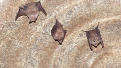 Hipposideros speoris