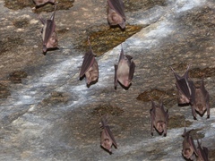 Hipposideros speoris