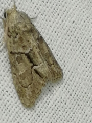 Cryphia fraudatricula