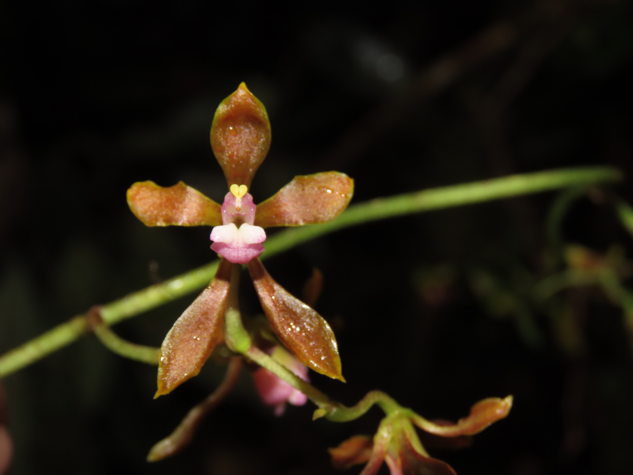 Cyrtochilum funis (F.Lehm. & Kraenzl.) Kraenzl. 3
