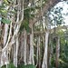 Ficus trichopoda - Photo (c) Sharon Louw,  זכויות יוצרים חלקיות (CC BY-NC), הועלה על ידי Sharon Louw