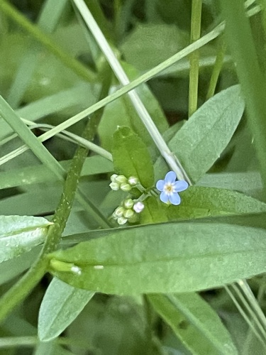 Bay forget-me-not (Myosotis laxa)