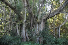 Ficus trichopoda