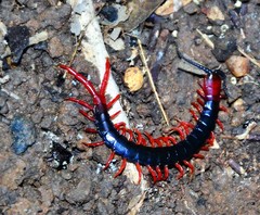 Cormocephalus nitidus