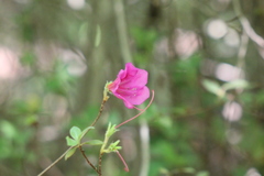 Rhododendron indicum