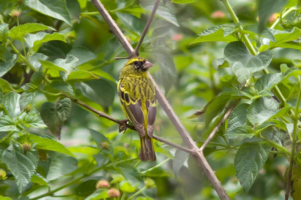 African Citril photo