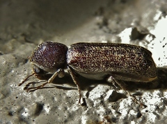 Amphicerus bicaudatus