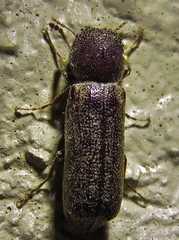 Amphicerus bicaudatus