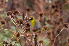 African Citril photo 1