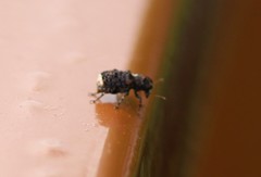 Dissoleucas niveirostris