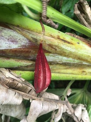 Passiflora costaricensis